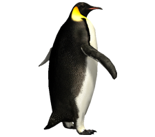 Imperator Penguin Png Image - Penguin, Transparent background PNG HD thumbnail