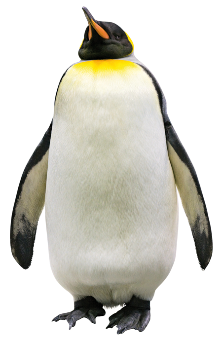 Download PNG image - Penguin 