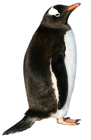 Pin Penguin Clipart Realistic #15 - Penguin, Transparent background PNG HD thumbnail