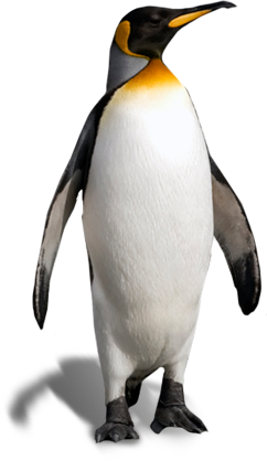 Penguin Png Image #19543 - Penguin, Transparent background PNG HD thumbnail