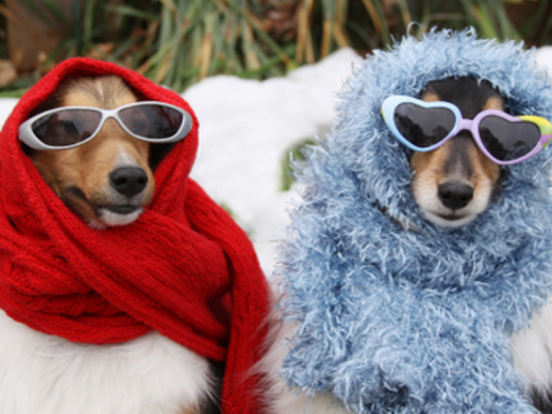 Keeping Your Pets Safe In Freezing Cold Winter Weather - People In Cold Winter, Transparent background PNG HD thumbnail