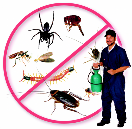 Pci Pest Control - Pest Control, Transparent background PNG HD thumbnail