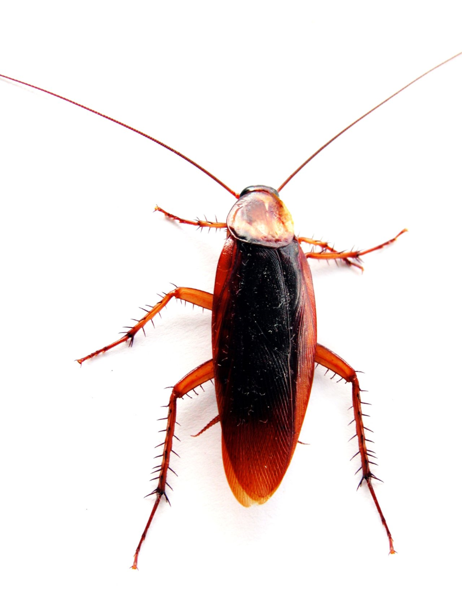 Cockroaches - Pest, Transparent background PNG HD thumbnail