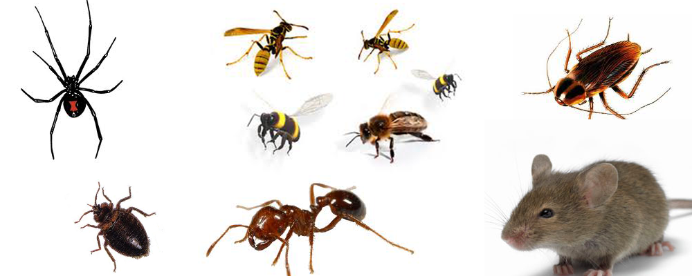 Find The Best Solutions For Pest Control - Pest, Transparent background PNG HD thumbnail