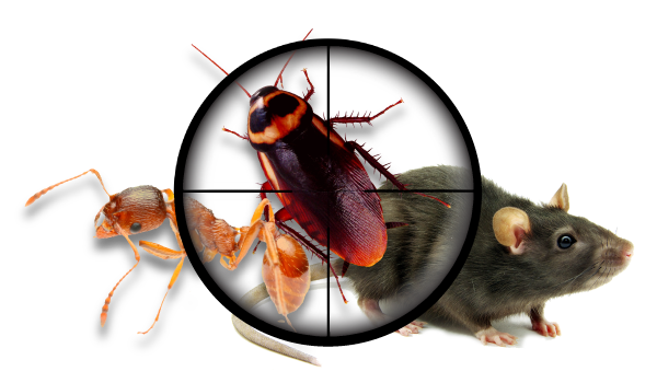 Keep The Nasty U201Cmonsteru201D Problem Away From Your Home - Pest, Transparent background PNG HD thumbnail