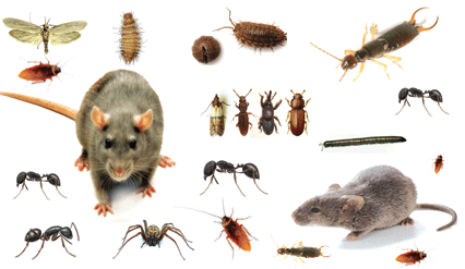 Residential Pest Control - Pest, Transparent background PNG HD thumbnail