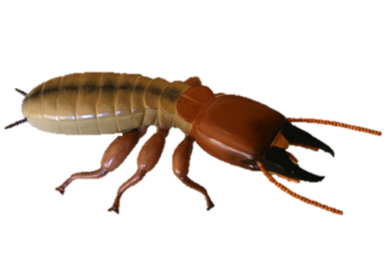 Termites - Pest, Transparent background PNG HD thumbnail