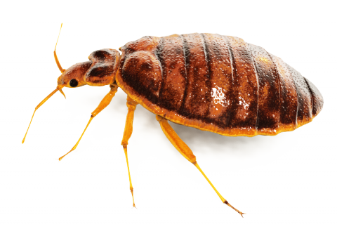 We Do A Thorough Evaluation Of Your Property And Effectively Implement Our Strategy To Remove Bed Bugs And Prevent Them From Returning In The Future. - Pest, Transparent background PNG HD thumbnail