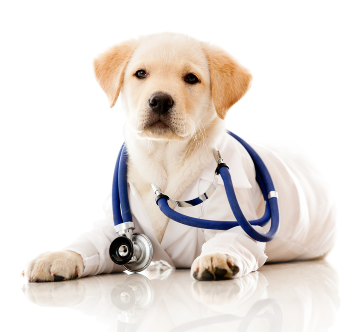 Emergency Pet Care | Buckwalt