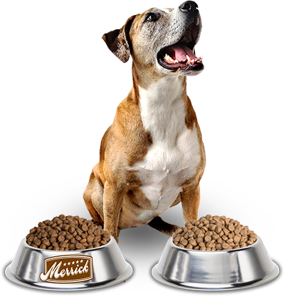 Happy Dog With Merrick Kibble Bowls - Pet Care, Transparent background PNG HD thumbnail
