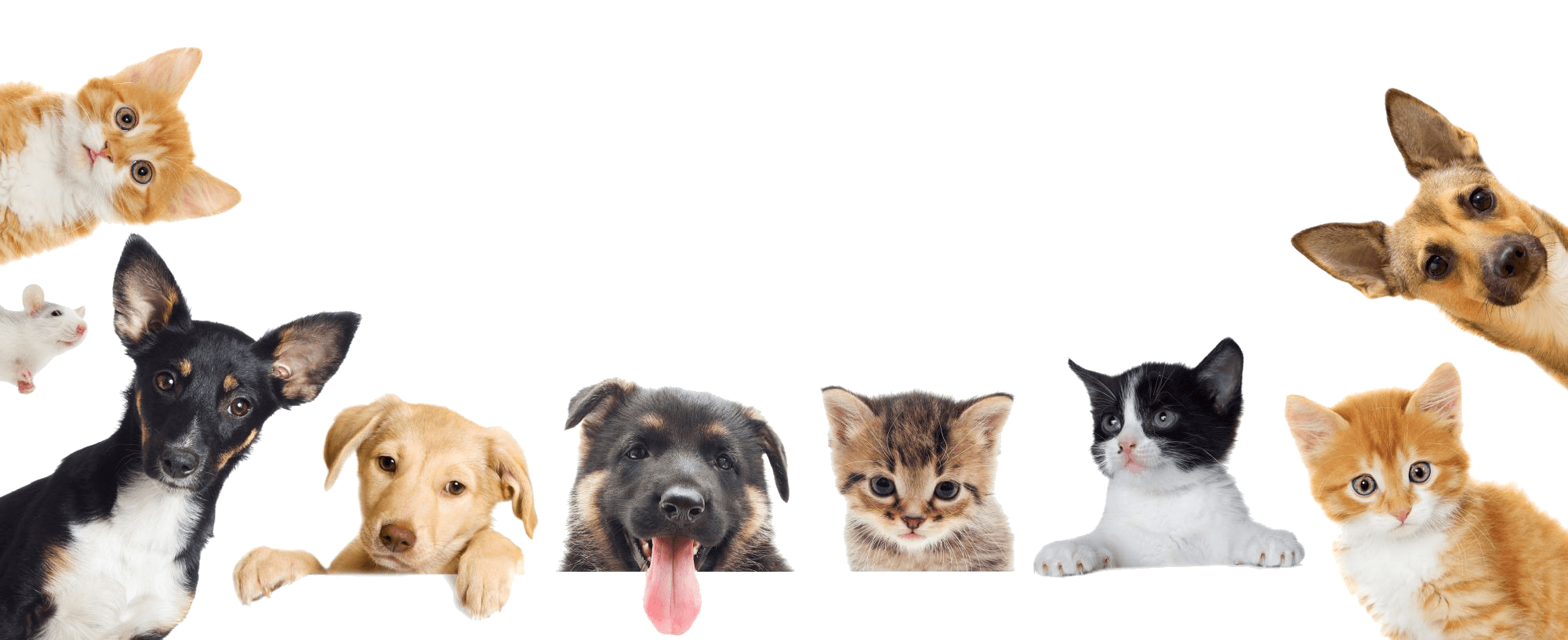 Why Hire Crystal Coast Pet Sitting Service? - Pet Care, Transparent background PNG HD thumbnail
