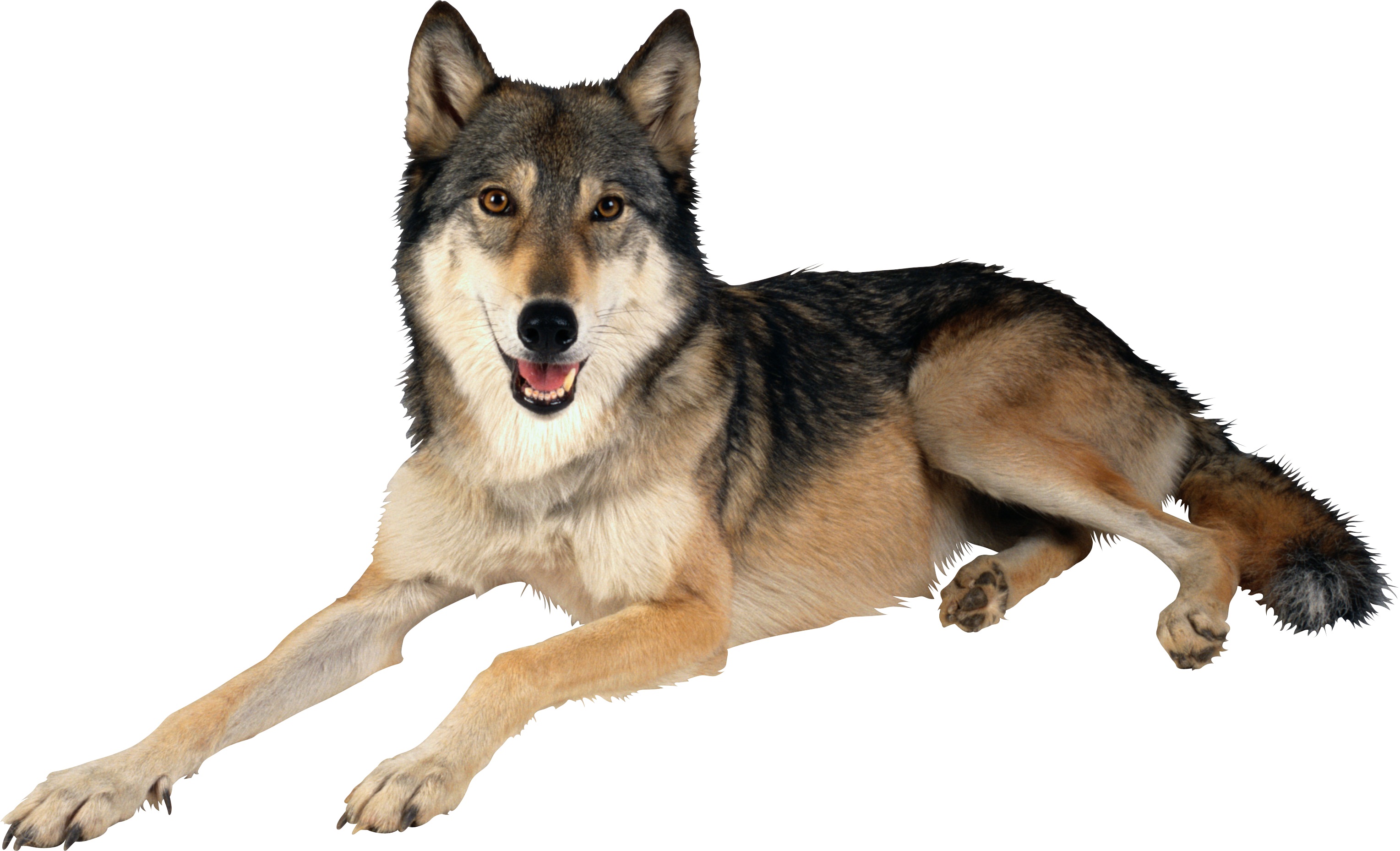 A Images Of A Wolf Download - Pet, Transparent background PNG HD thumbnail
