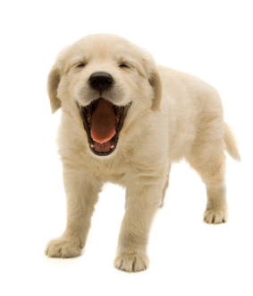 Dog Png Image Picture Download Dogs Png Image - Pet, Transparent background PNG HD thumbnail