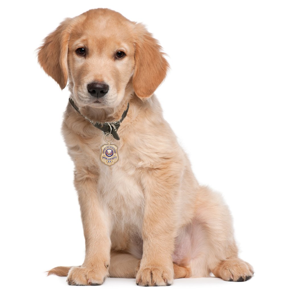 Golden Retriever With Gold Plated K 9 Honor Badge Pluspng Pluspng.com   Png - Pet, Transparent background PNG HD thumbnail