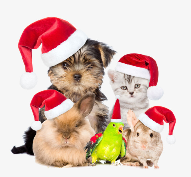 Pets Are Also Buckle Creative Christmas Hd Free, Pet, Christmas, Christmas Hat Png - Pet, Transparent background PNG HD thumbnail