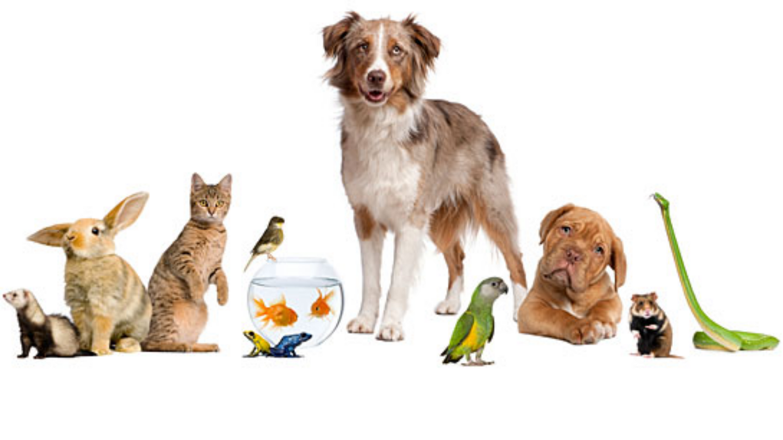 Plymouth Beech Animal Hospital - Pet, Transparent background PNG HD thumbnail