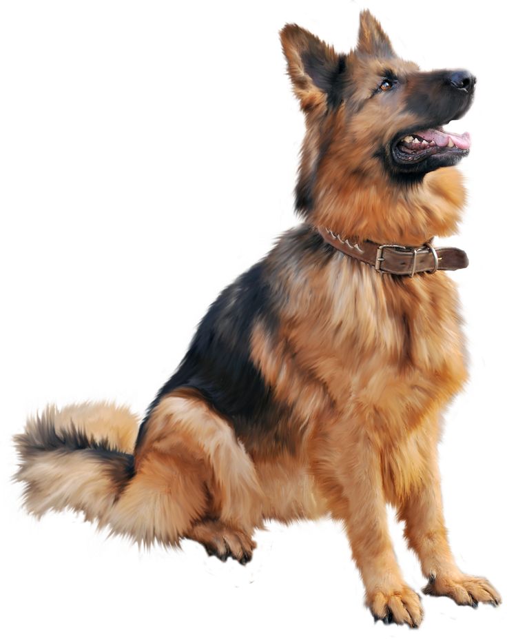 Teaching Your Dog Tricks Is A Great Way To Boost His Mental Agitation, And It Allows The Two Of You To Connect. ** Find Out More At The Image Link. - Pet, Transparent background PNG HD thumbnail