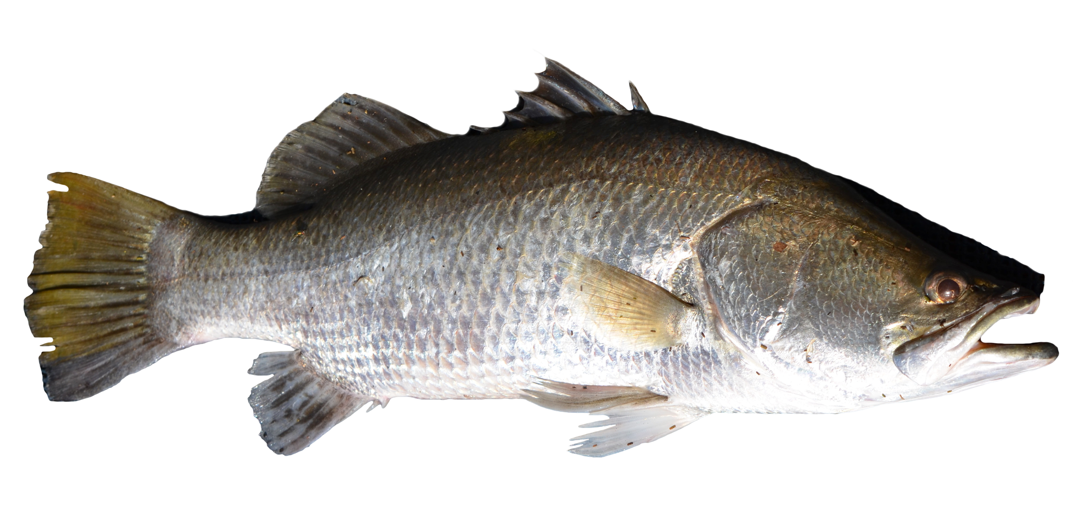 File:Fish - Puntius sarana fr