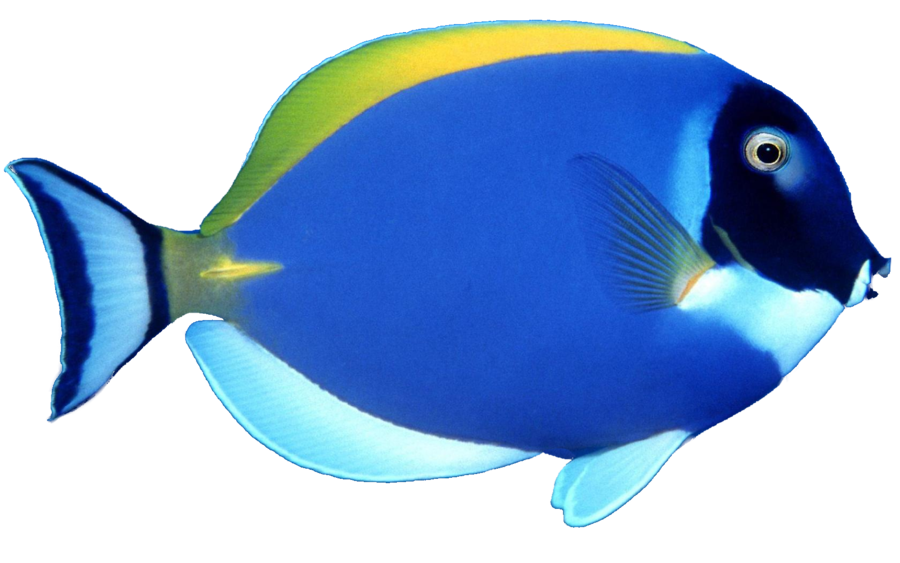 Fish Ocean PNG 210x149 - Fish