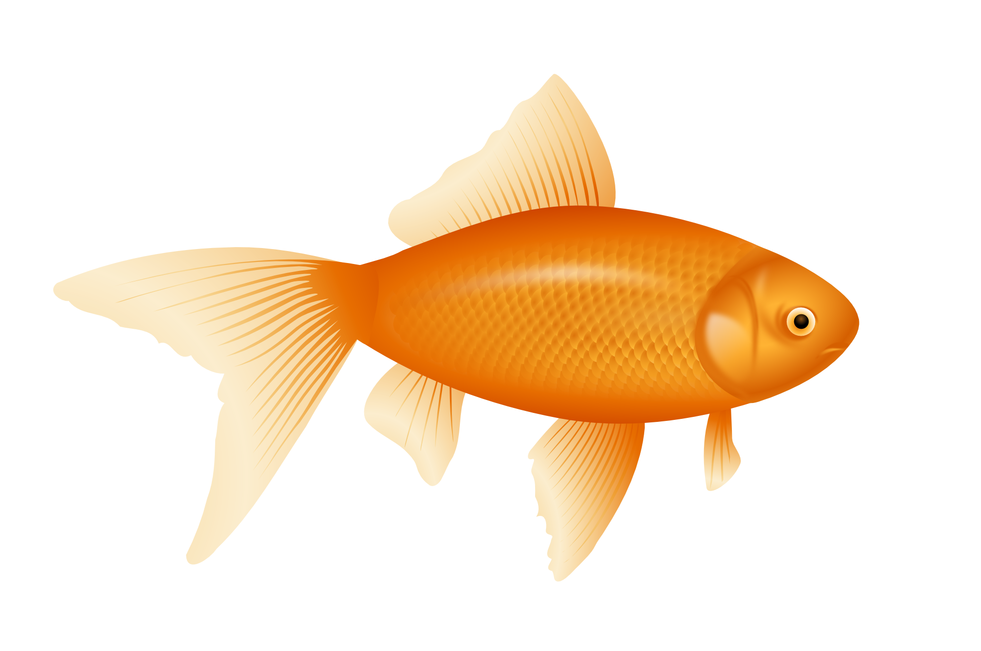 Example Image Of A Fish - Picture Of Fish, Transparent background PNG HD thumbnail