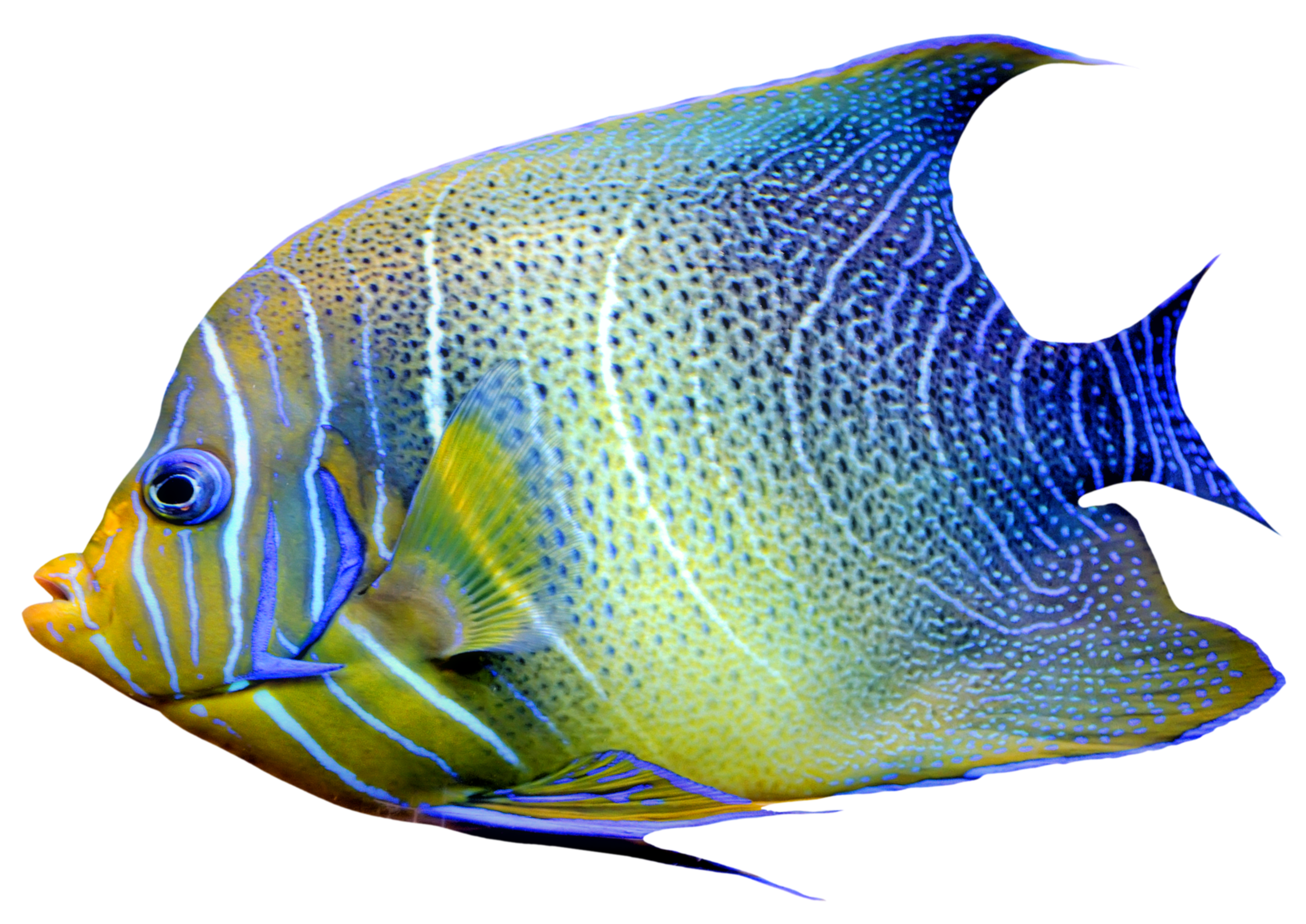 Fish Ocean Png 210X149   Fish Png Images Transparent Pictures - Picture Of Fish, Transparent background PNG HD thumbnail
