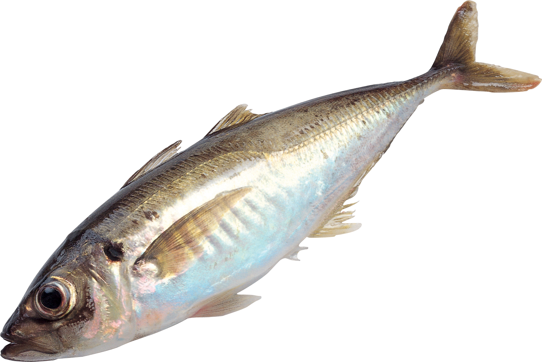 Fish PNG, Picture Of Fish PNG - Free PNG