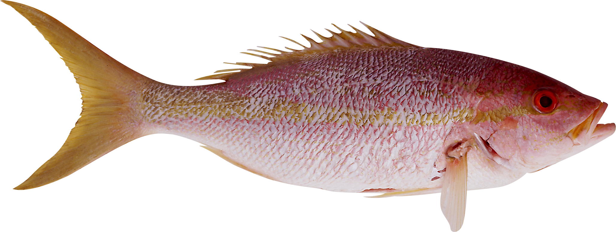File:Särkänniemi - fish.png