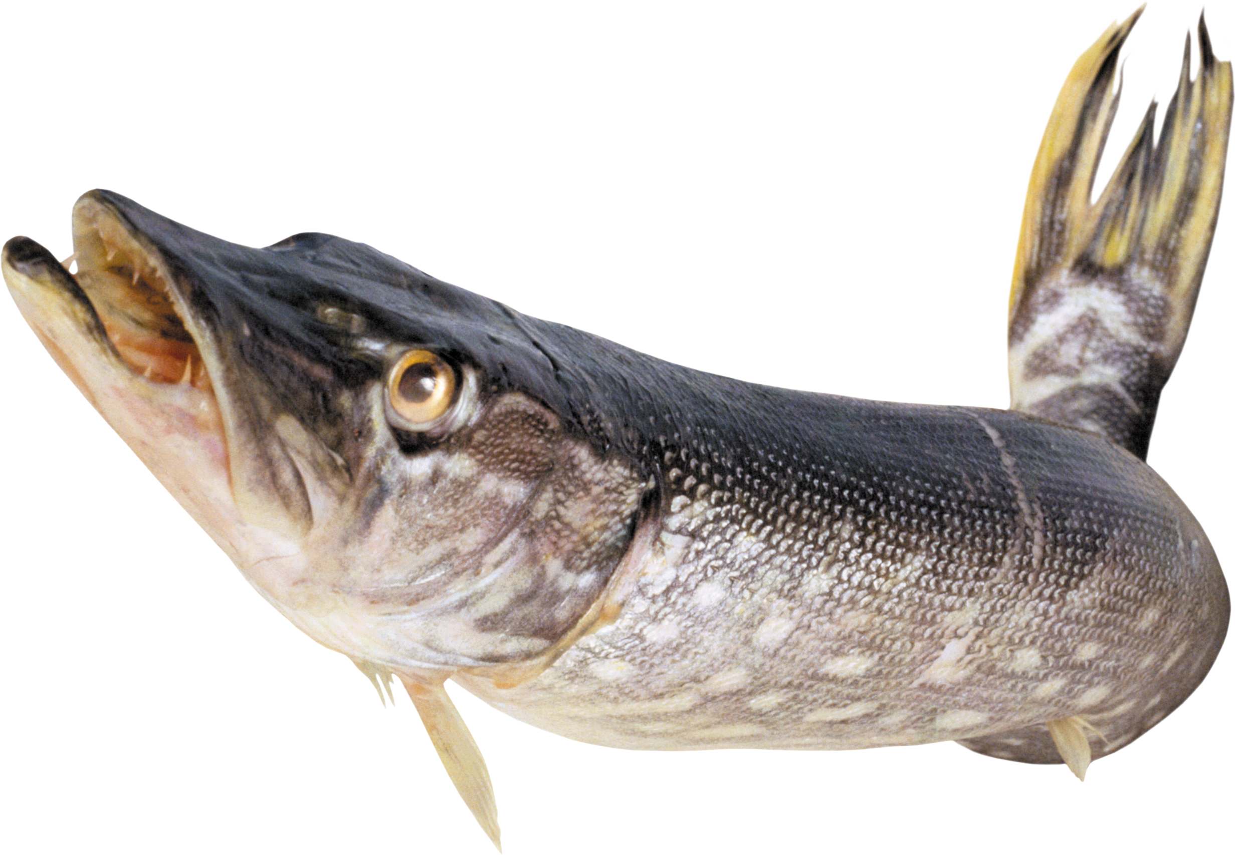Fish Png - Picture Of Fish, Transparent background PNG HD thumbnail