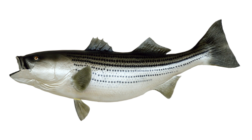 Fish Png Transparent Image - Picture Of Fish, Transparent background PNG HD thumbnail
