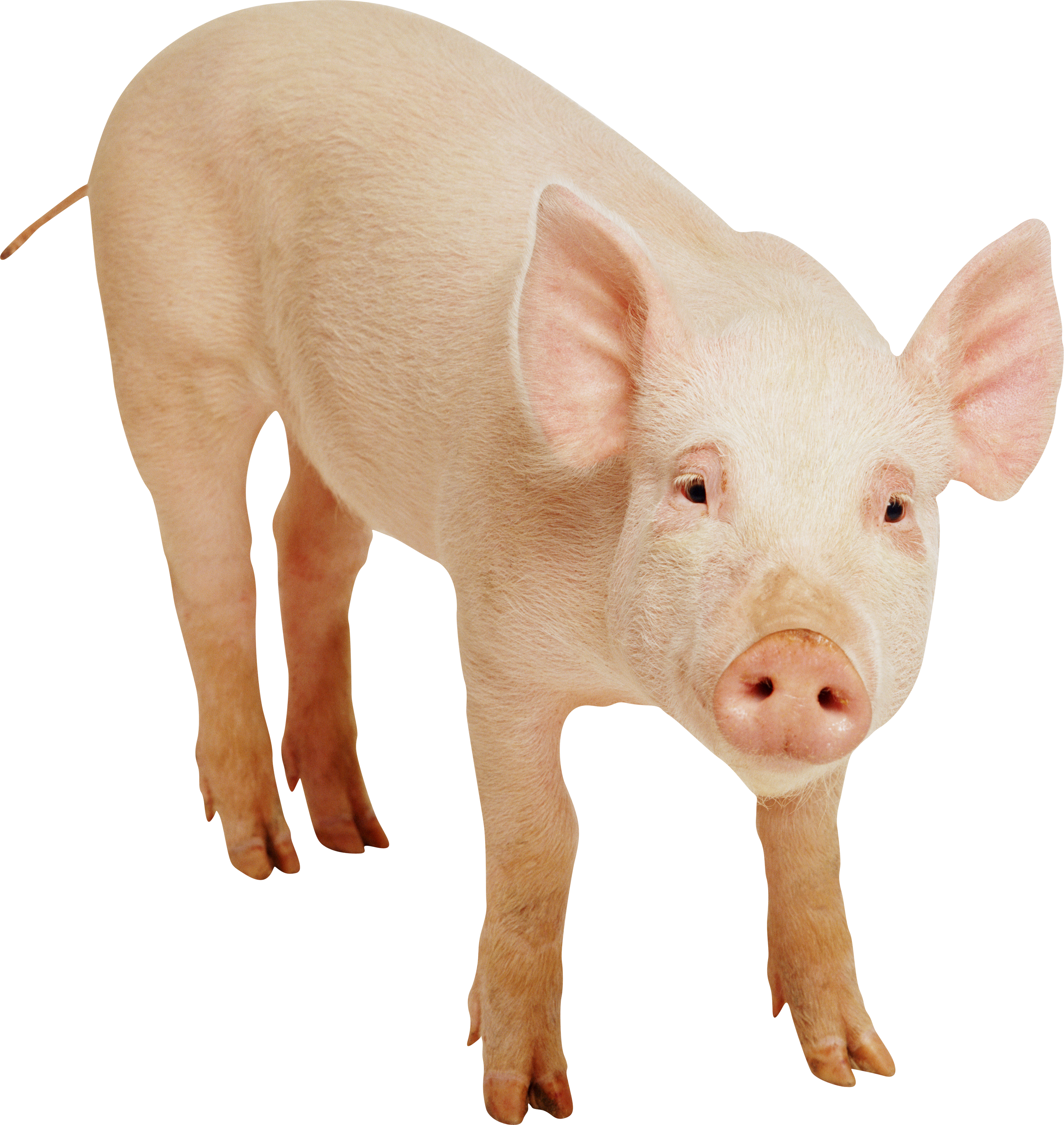 Pig Png Image - Pig Face, Transparent background PNG HD thumbnail