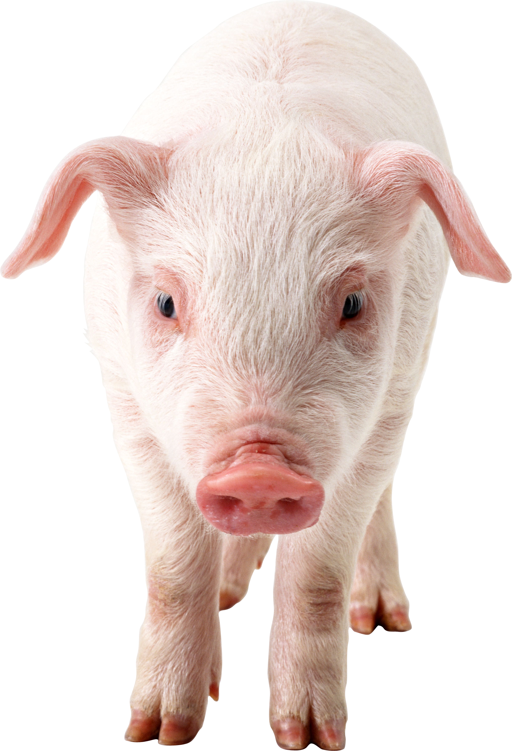 Animal - Pig, Transparent background PNG HD thumbnail