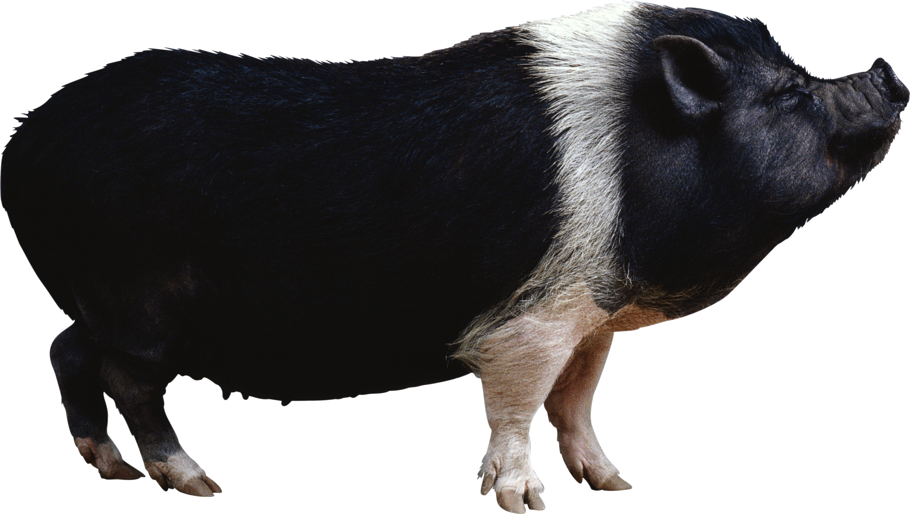 Black Pig Png Image - Pig, Transparent background PNG HD thumbnail