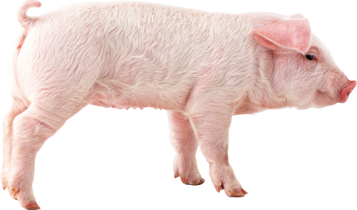 Download Png Image   Pig Png Picture - Pig, Transparent background PNG HD thumbnail