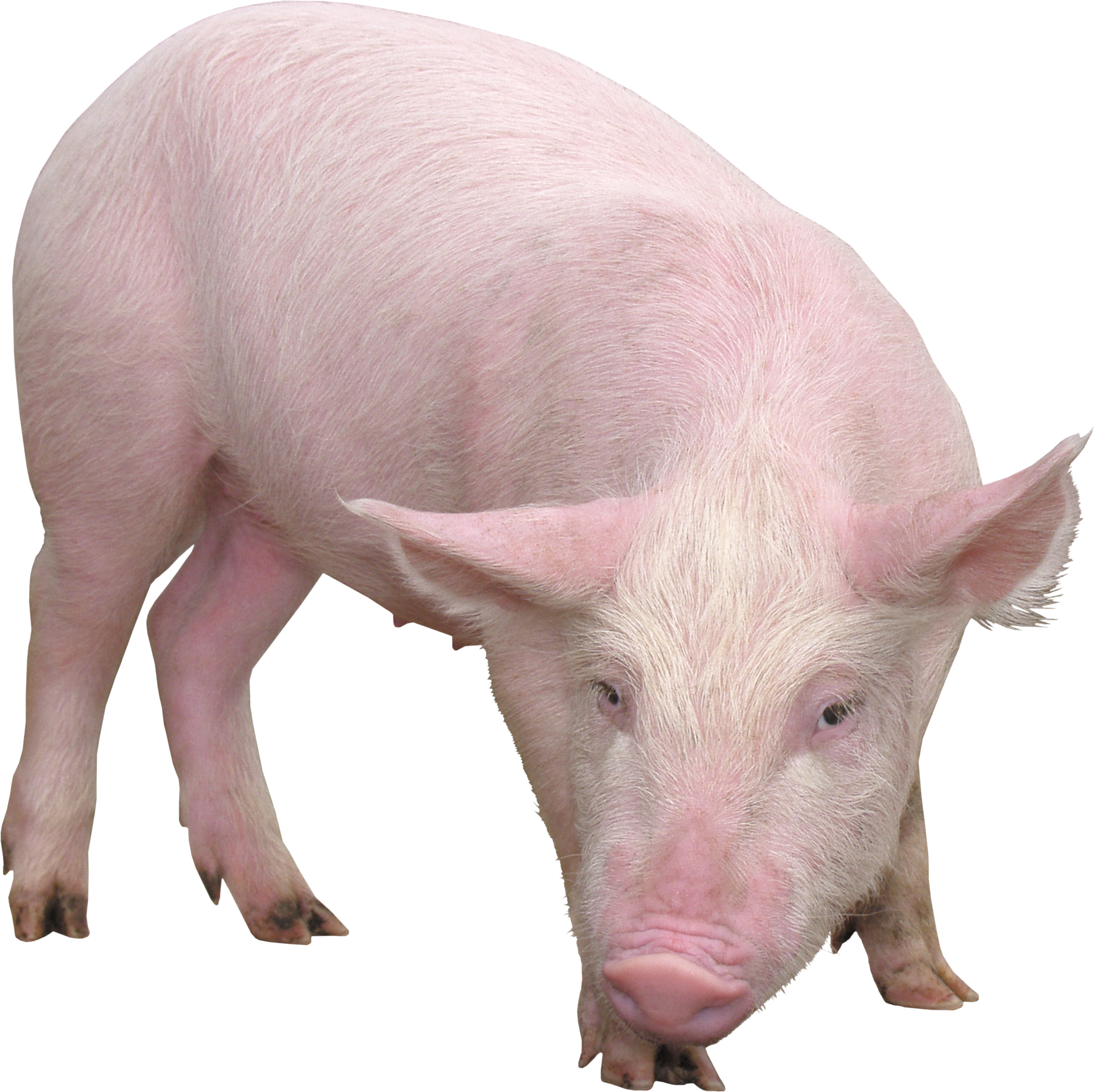 Pig Png Image - Pig, Transparent background PNG HD thumbnail