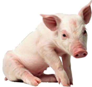 Pig Png Pic - Pig, Transparent background PNG HD thumbnail