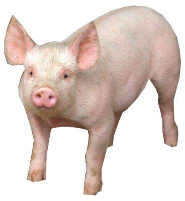 Hdpng - Pig, Transparent background PNG HD thumbnail