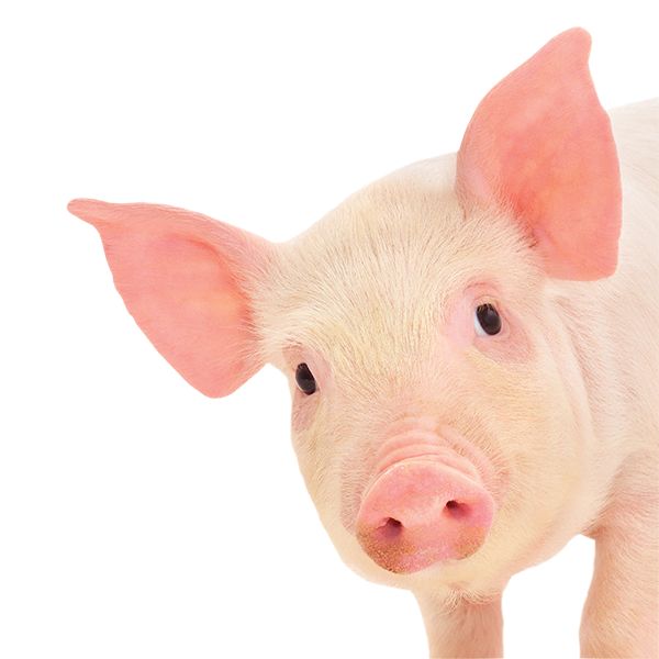 Pig.png (600×600) - Pig, Transparent background PNG HD thumbnail