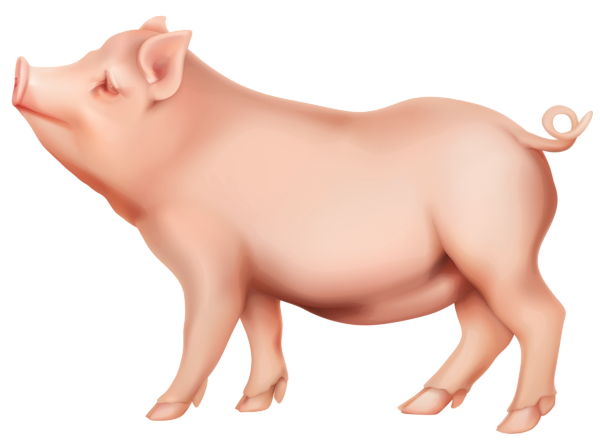 Pig Png - Pig, Transparent background PNG HD thumbnail