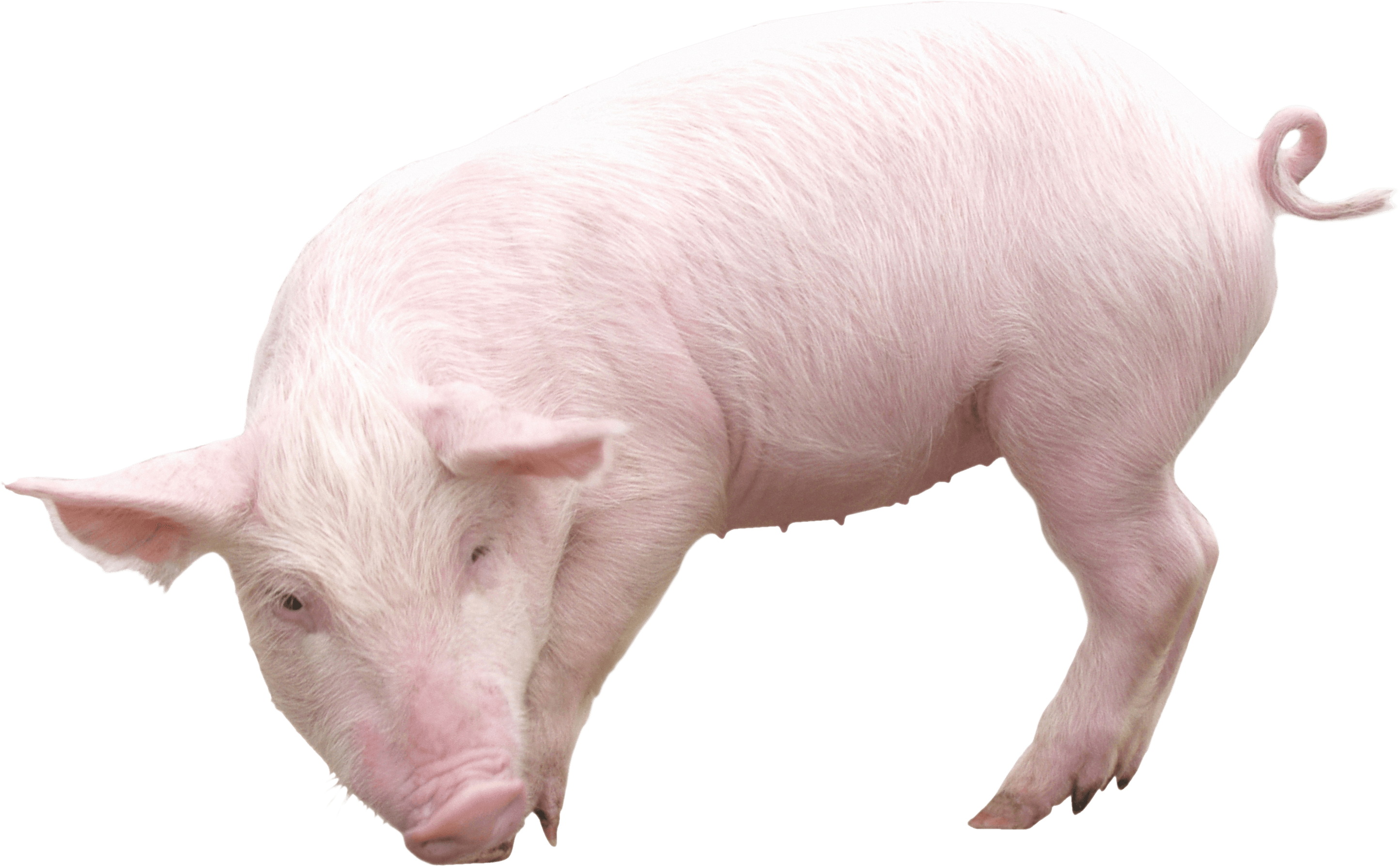 pig PNG image