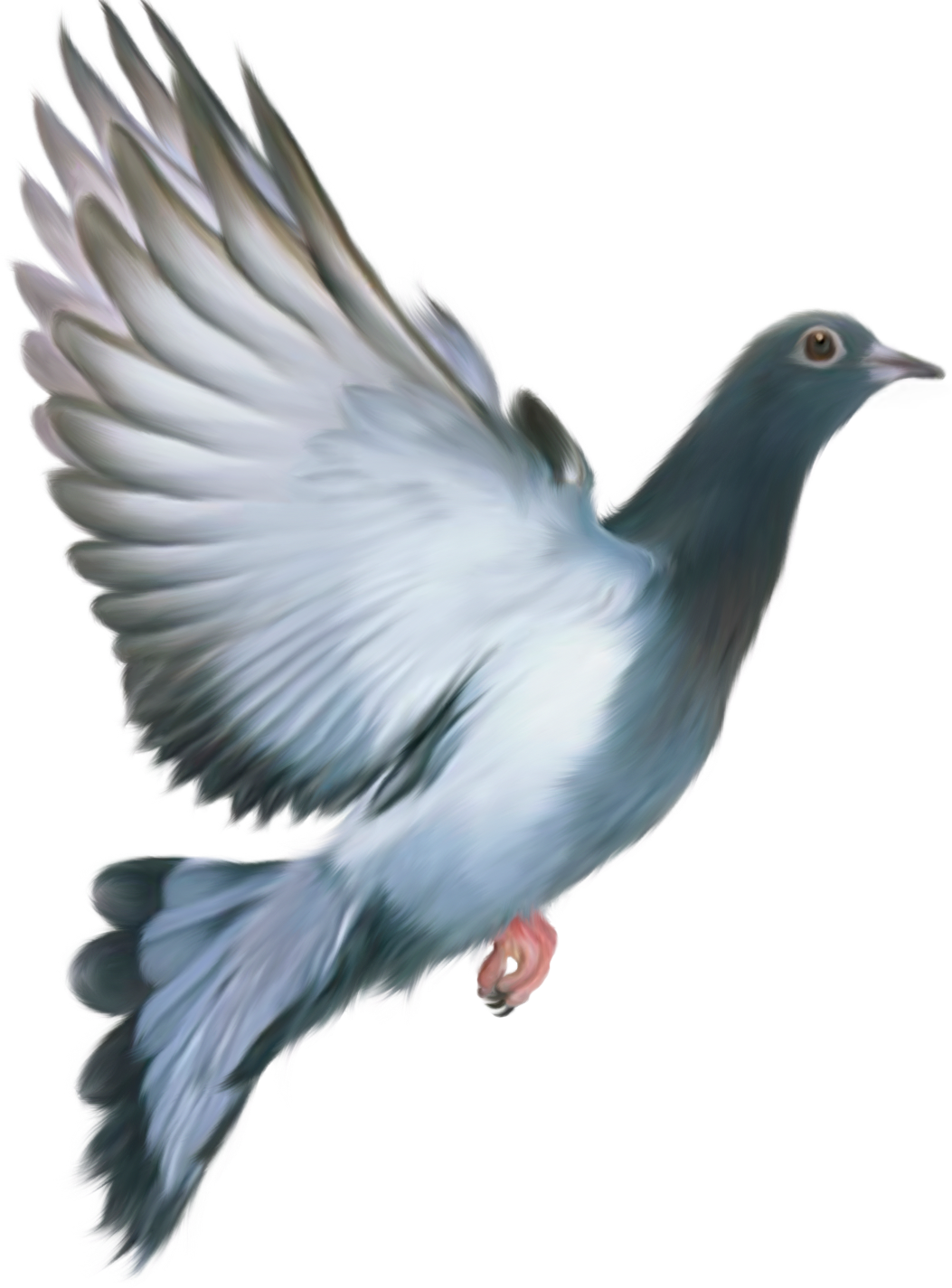 Pigeon Png Image - Pigeon, Transparent background PNG HD thumbnail