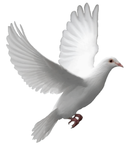 Pigeon Png Image - Pigeon, Transparent background PNG HD thumbnail