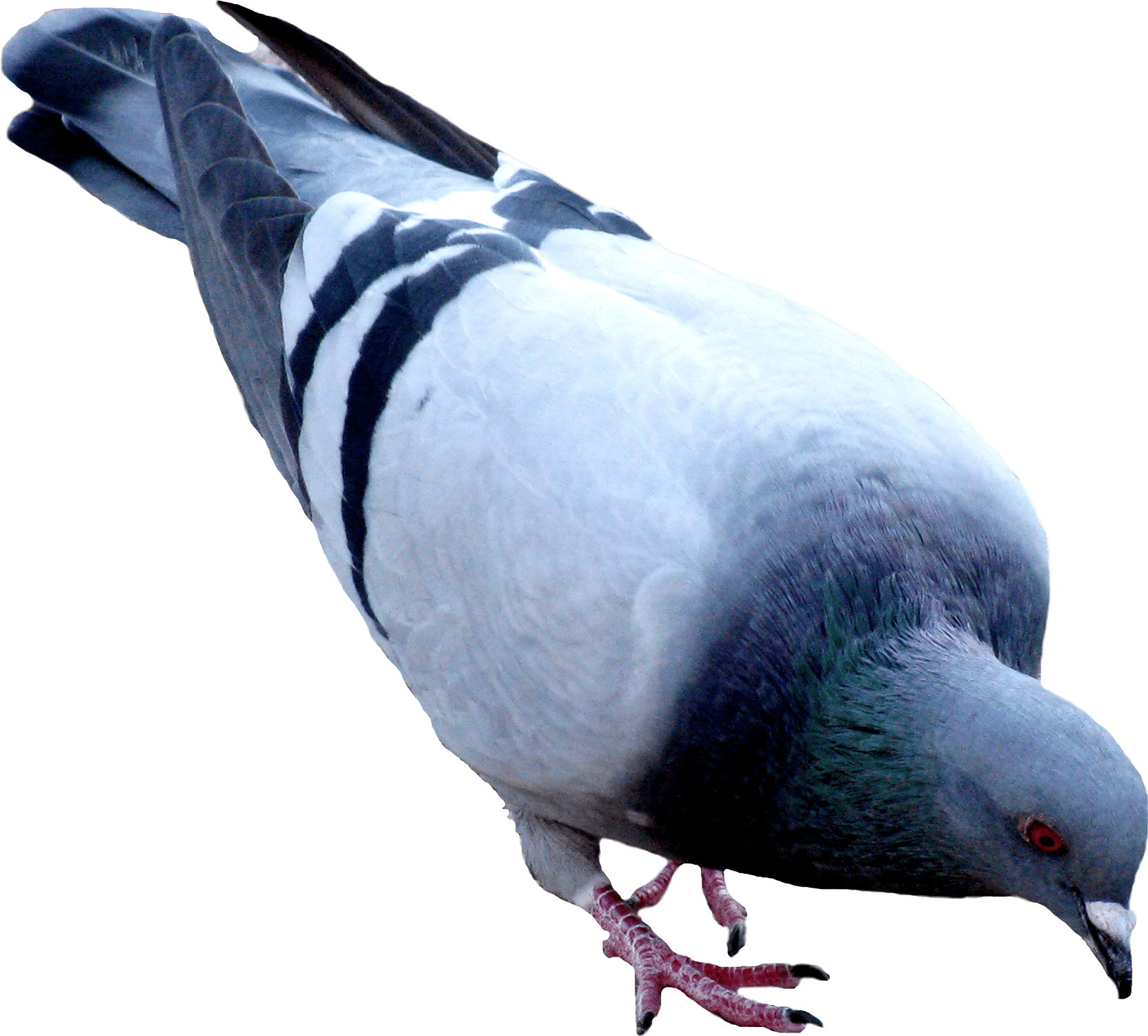 Pigeon Png Image Png Image - Pigeon, Transparent background PNG HD thumbnail