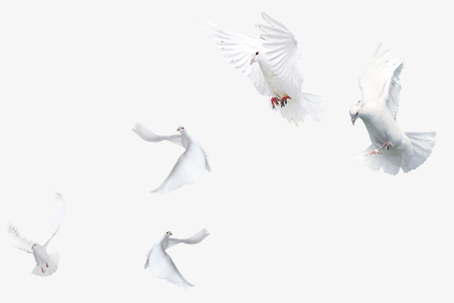 5 White Pigeons, Flying Pigeons, Pigeon, Pigeon Free Png And Psd - Pigeons, Transparent background PNG HD thumbnail