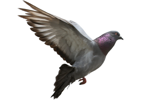 Birds - Pigeons, Transparent background PNG HD thumbnail