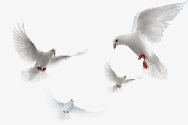 Pigeons Free Png And Psd - Pigeons, Transparent background PNG HD thumbnail