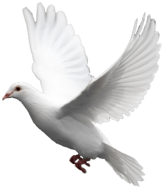 White Flying Pigeon Png Image - Pigeons, Transparent background PNG HD thumbnail