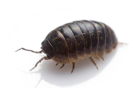 Pill Bugs Png - Bugs, Transparent background PNG HD thumbnail