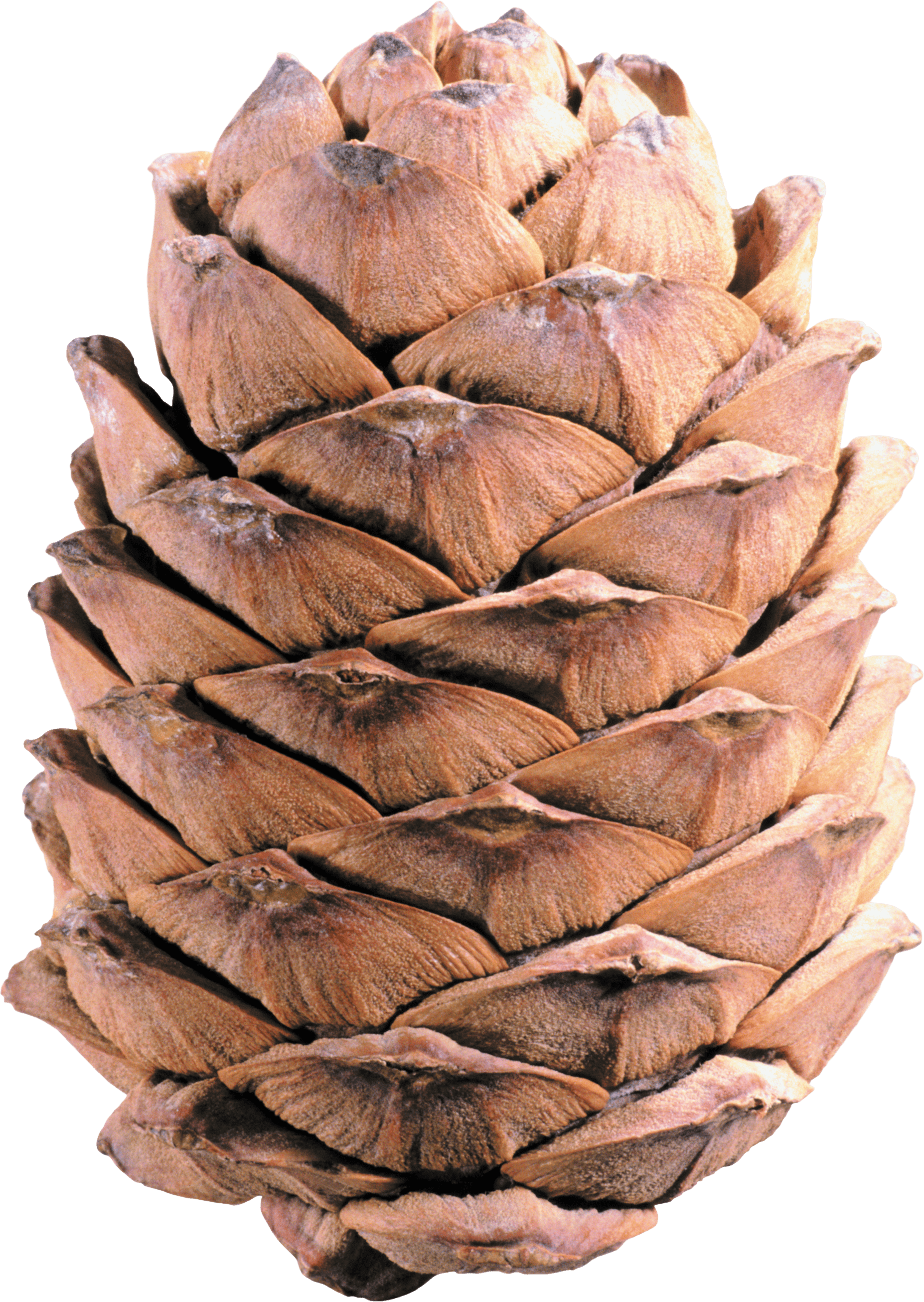 Light Brown Pine Cone - Pinecone, Transparent background PNG HD thumbnail