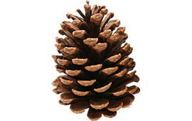 Light Brown Pine Cone