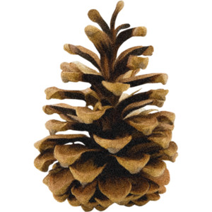 nature · pine cones